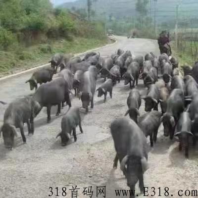 【落实】庞博集团139卤黑香荣获“中国自主创新最具影响力品牌”_首码项目网