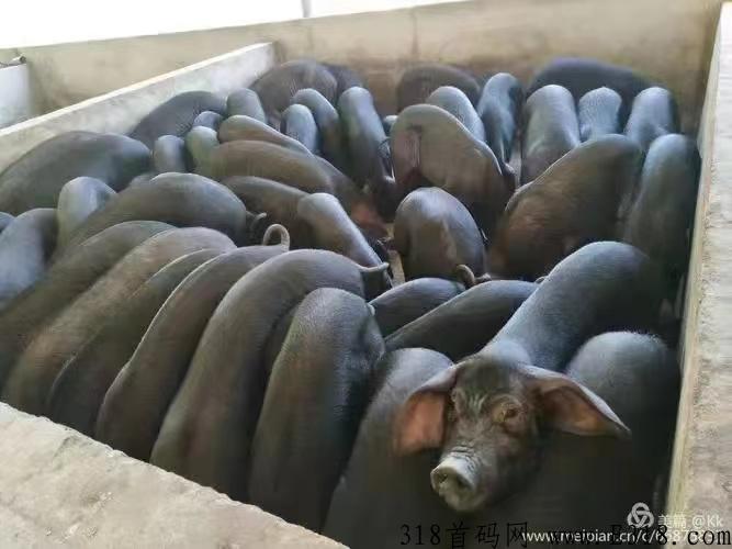 【落实】庞博集团139卤黑香荣获“中国自主创新最具影响力品牌”_首码项目网