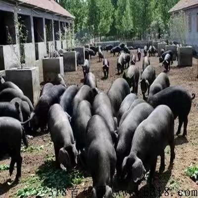 【落实】庞博集团139卤黑香荣获“中国自主创新最具影响力品牌”_首码项目网