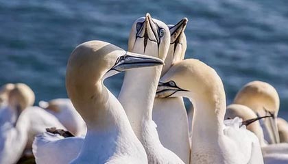 《拆盒吧》全新盲盒模式，最高扶持，支付通道给力，提现秒到账