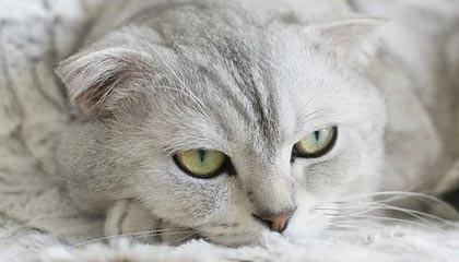 网创知识付费小程序，七项被动管道收益，天花板级互联网创业项目